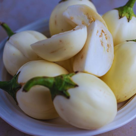 African Egg Plant