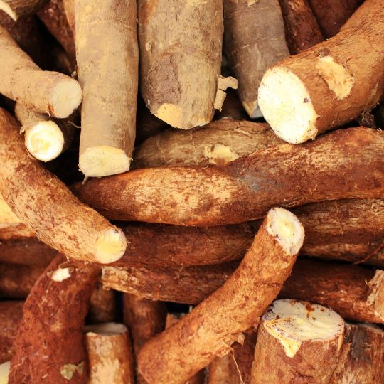 CASSAVA