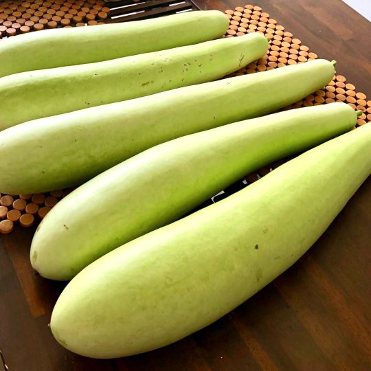 DUDHI(bottle Gourd)