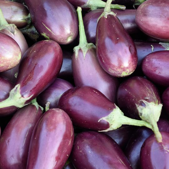 EGGPLANT