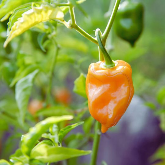 HOT PEPPER