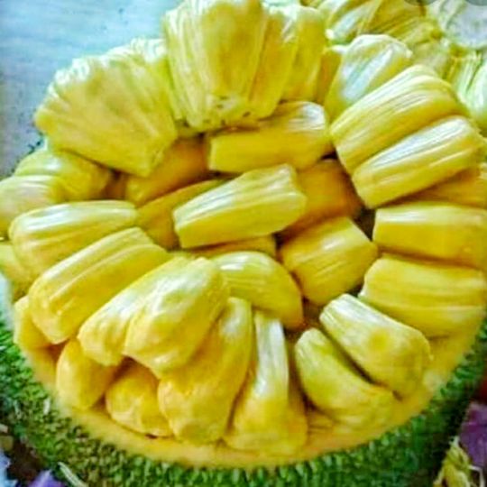 JACKFRUIT