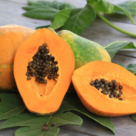 PAPAYA