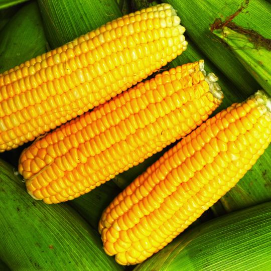 SWEET CORN